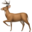 Deer Flow